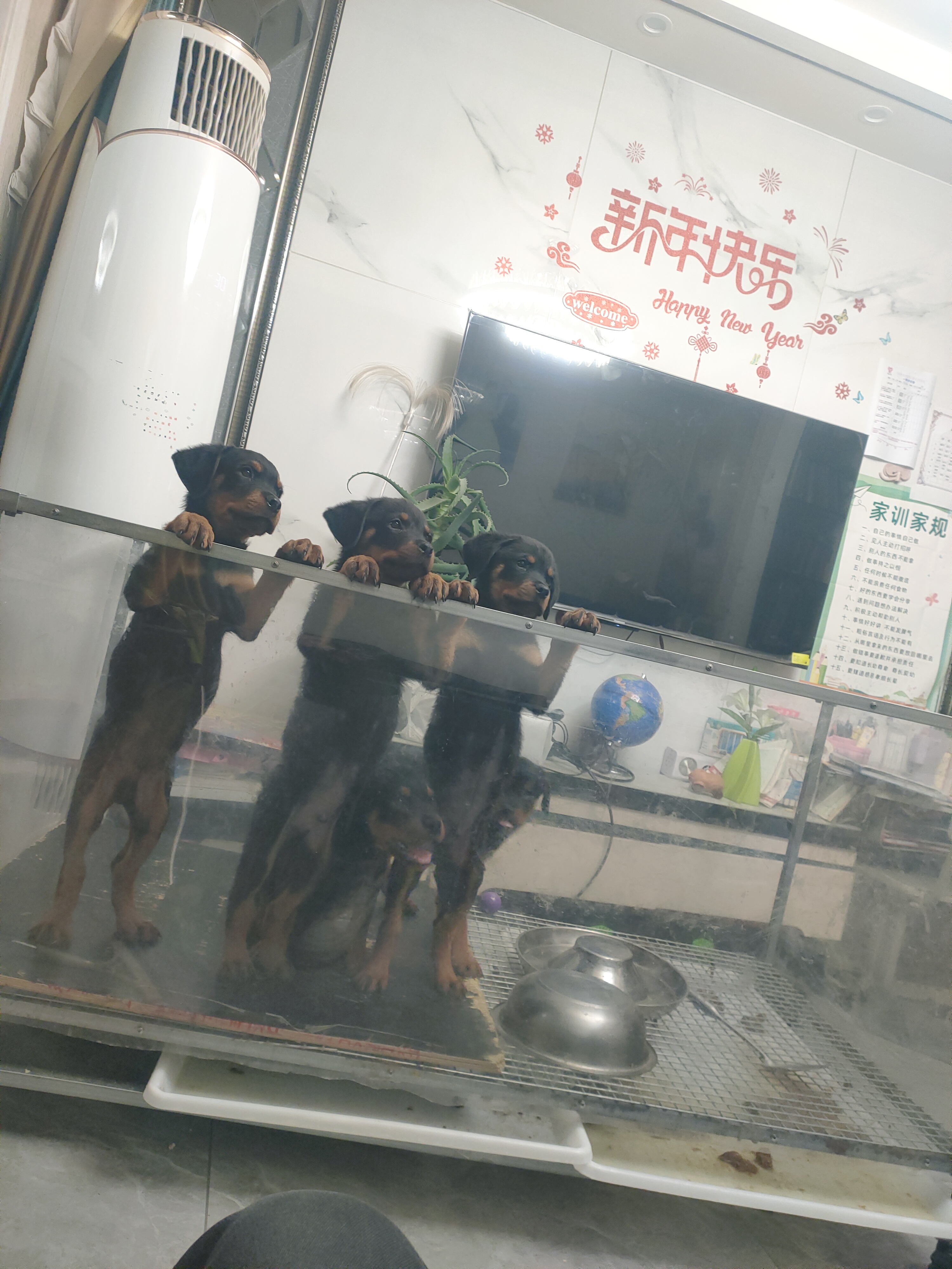 自家繁殖罗威纳幼犬